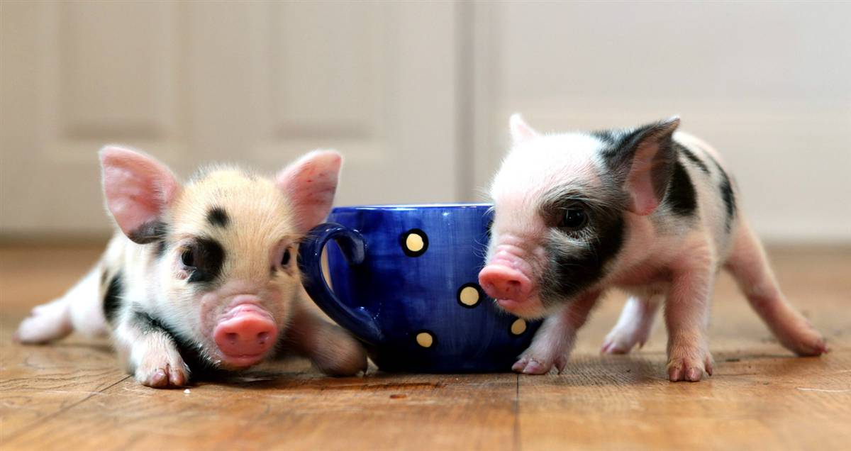 http://riverviewobserver.net/wp-content/uploads/2009/11/tea-cup-pigs.jpg