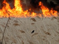 brush fire 2