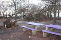 downed treees at Liberty State Park in Jersey City 