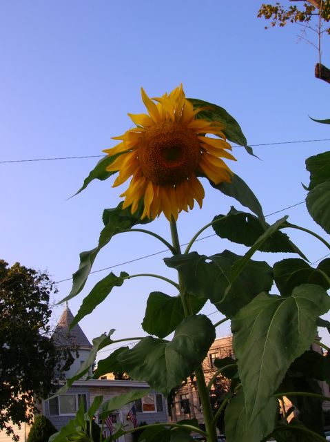 7-ft-sunflower-plant.JPG