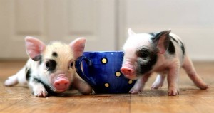 tea-cup-pigs