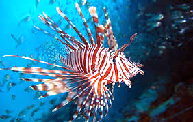 The Lionfish 